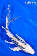 6" ARAGOKE KIN KIKOKURYU BUTTERFLY