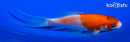 5" KOHAKU BUTTERFLY