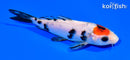 5" TANCHO SHOWA