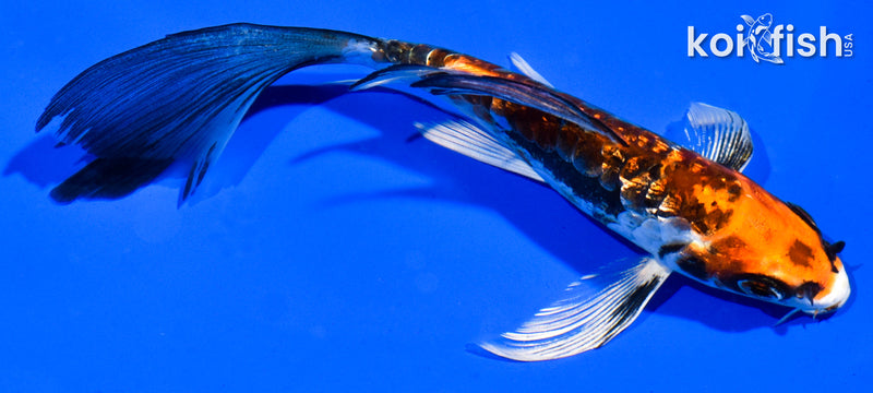 5.5" GINRIN BENI KIKOKURYU BUTTERFLY