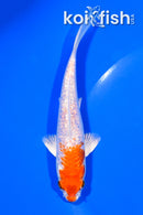 5.25" GINRIN HARIWAKE