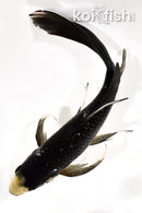8.5" MATSUKAWBAKE BUTTERFLY