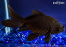 5" BLACK MOOR GOLDFISH