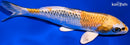 6.5" KUAJKU