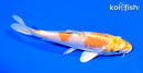 5.75" LEMON HARIWAKE