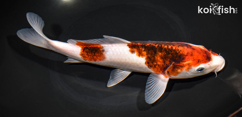 10.25" GOROMO