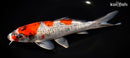 9.5" GOSHIKI