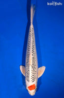 16.75" TANCHO KUJAKU