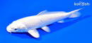 6.75" PLATINUM OGON