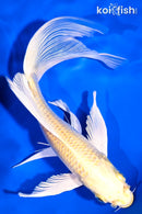 7.25" YAMABUKI OGON BUTTERFLY