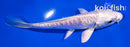 4.5" ARAGOKE PLATINUM OGON