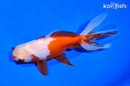 5.75" WATONAI GOLDFISH