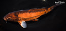 9.75" DOITSU METALLIC AKAME CHAGOI