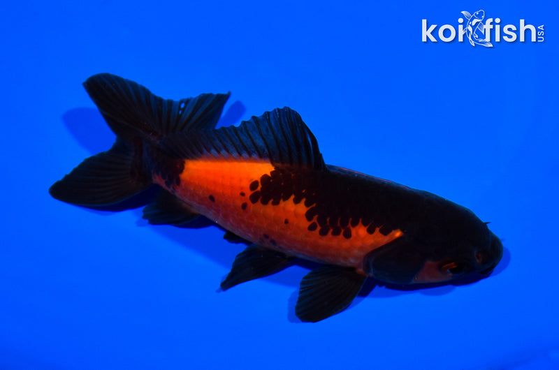 5.25" WAKIN GOLDFISH