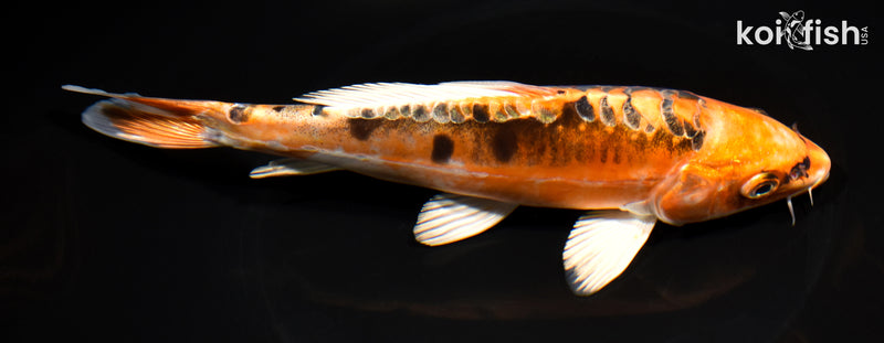 7.75" BENI KIKOKURYU