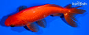 5.5" WAKIN GOLDFISH