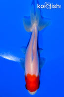 3.75" WAKIN GOLDFISH