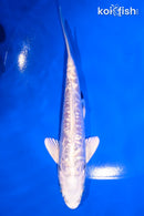 5.5" DOITSU GINRIN PLATINUM OGON
