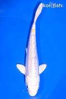 5.5" DOITSU LEMON HARIWAKE