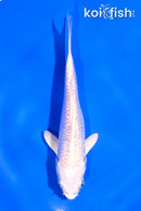 5" GINRIN PLATINUM OGON
