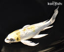 7.75" GINRIN KUJAKU BUTTERFLY