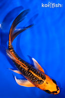 5.25" GINRIN BENI KIKOKURYU BUTTERFLY