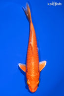 6.75" ORENJI OGON