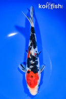 8.25" DOITSU SANKE
