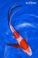 8" KOHAKU BUTTERFLY