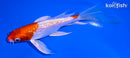6.25" GINRIN HARIWAKE BUTTERFLY