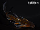 6.25" GINRIN OCHIBA SHIGURE BUTTERFLY