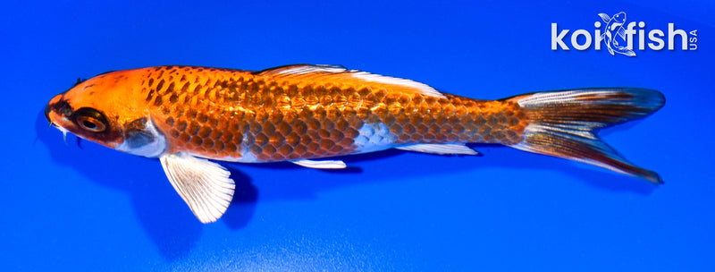 6.25" GINRIN BENI GINGA