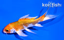 4" HARIWAKE BUTTERFLY