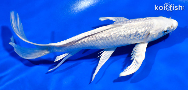 6.5" GINRIN PLATINUM OGON BUTTERFLY