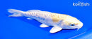 6.75" ARAGOKE HARIWAKE