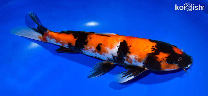 11.5" HI SHOWA