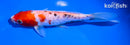 6.5" KUCHIBENI BENI KUMONRYU