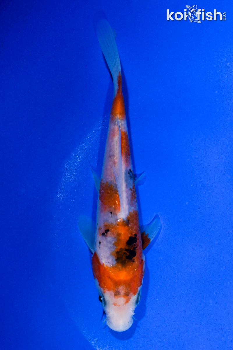 5.5" SANKE