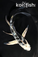 4.5" GIN SHIRO BEKKO BUTTERFLY