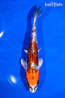 6.75" ARAGOKE BENI KIKOKURYU