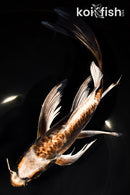 10.25" BENI KIKOKURYU BUTTERFLY