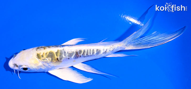 5" KIN KIKOKURYU BUTTERFLY