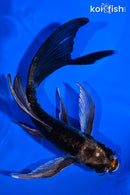 6" ARAGOKE KIKOKURYU BUTTERFLY