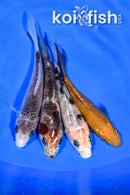 PACK OF (4) 3.75-4.25" MIXED STANDARD KOI