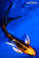 5.5" KUJAKU BUTTERFLY