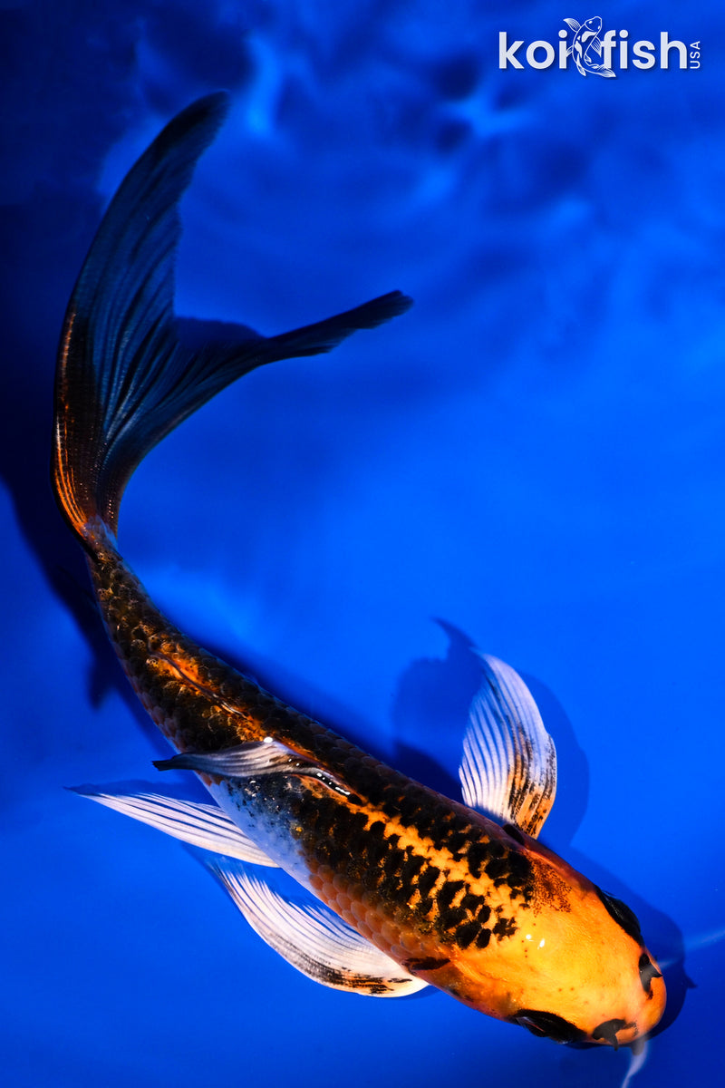 5.5" KUJAKU BUTTERFLY