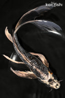 9.5" GINRIN BENI GINGA BUTTERFLY