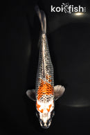 8" GINRIN BENI GINGA