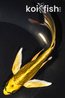 7.5" KI MATSUBA BUTTERFLY