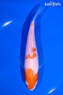 6.75" KOHAKU